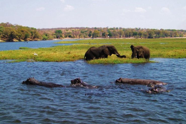 Chobe NP (51)