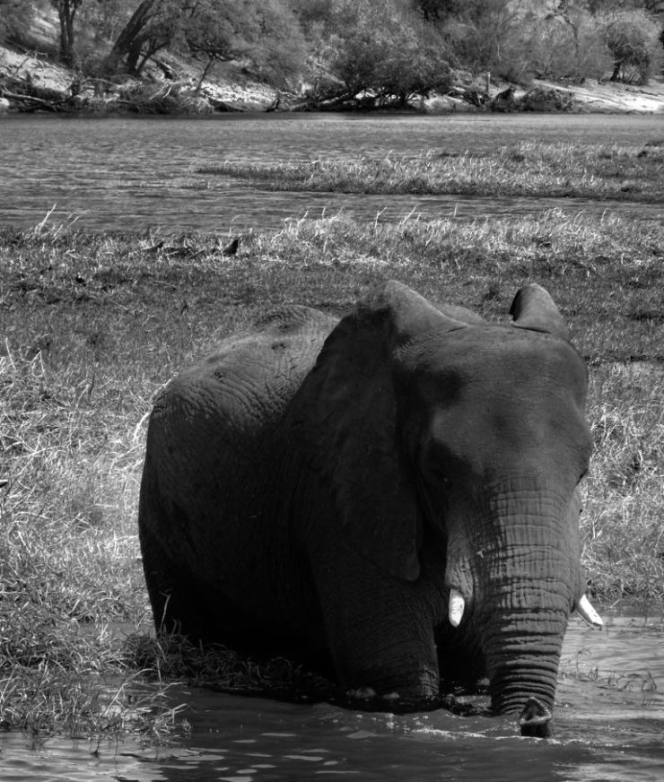 Chobe NP (53)