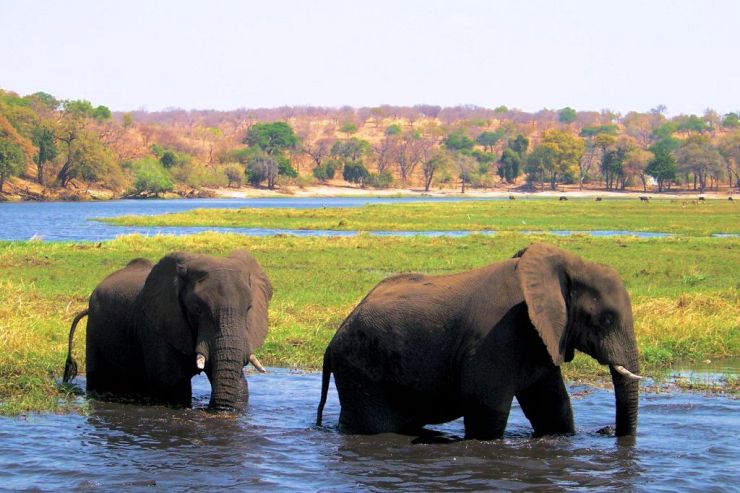 Chobe NP (54)