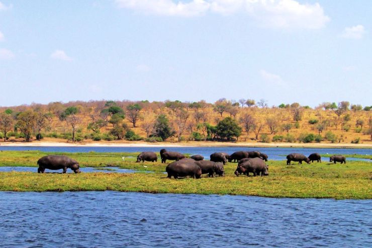 Chobe NP (65)