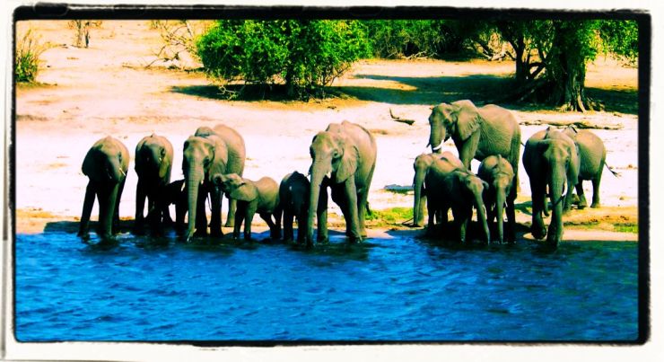 Chobe NP (72)
