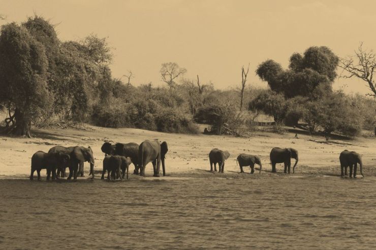 Chobe NP (78)