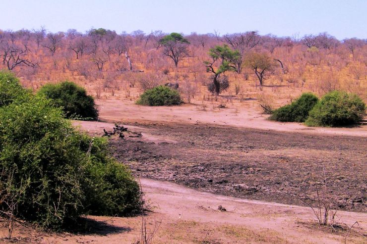 Chobe NP (8)