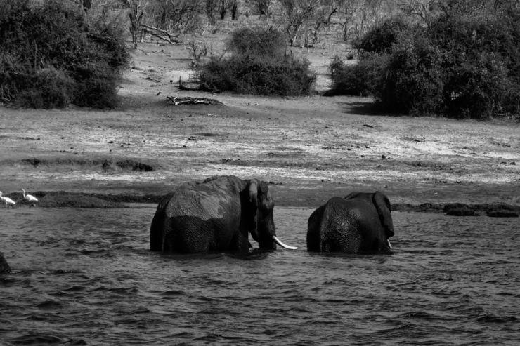 Chobe NP (80)