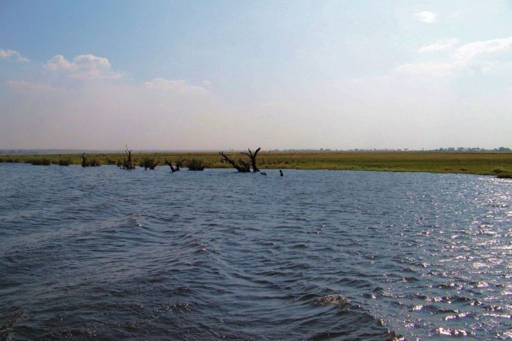 Chobe NP (84)