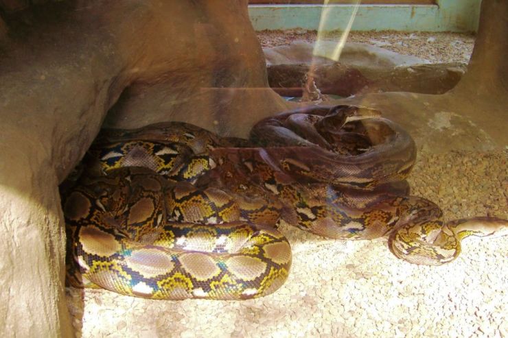 Dumazulu 07 (snake farm in hotel)