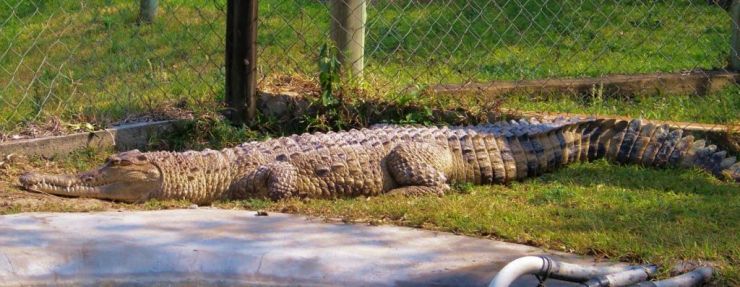 Dumazulu 11 (croc farm in hotel)