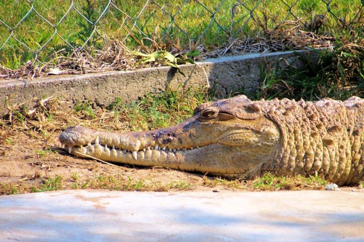 Dumazulu 12 (croc farm in hotel) - kopie