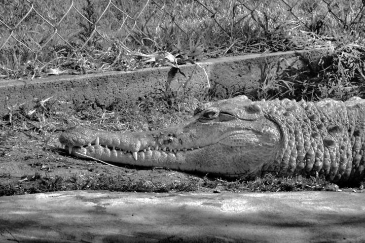 Dumazulu 12 (croc farm in hotel)