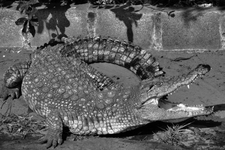 Dumazulu 14 (croc farm in hotel)