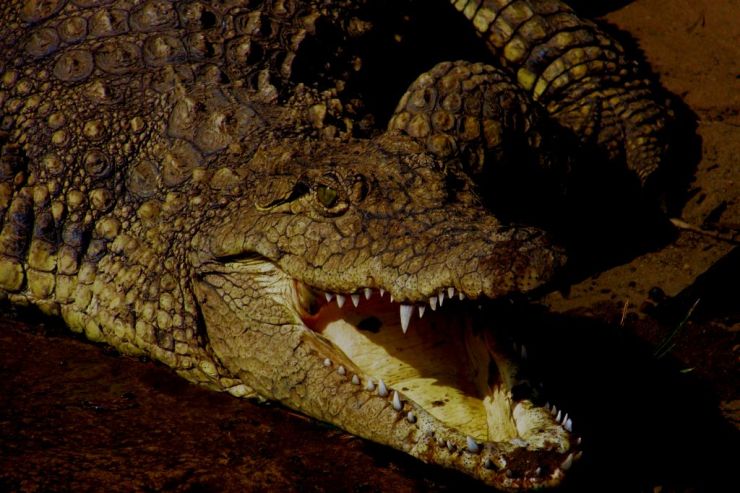 Dumazulu 15 (croc farm in hotel)