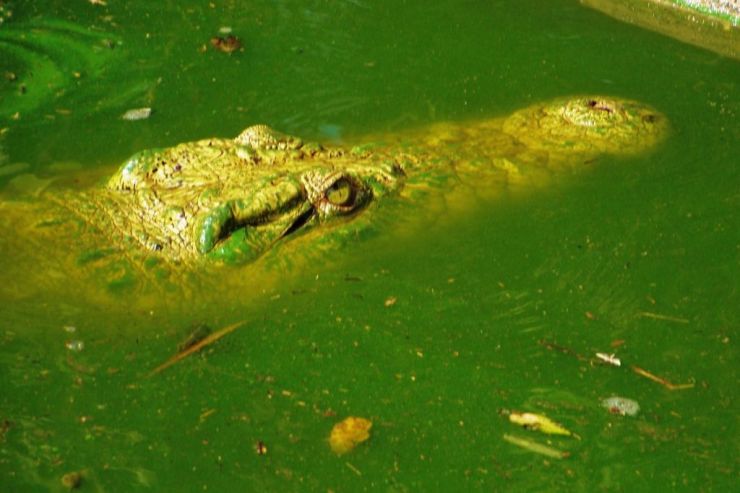 Dumazulu 16 (croc farm in hotel)