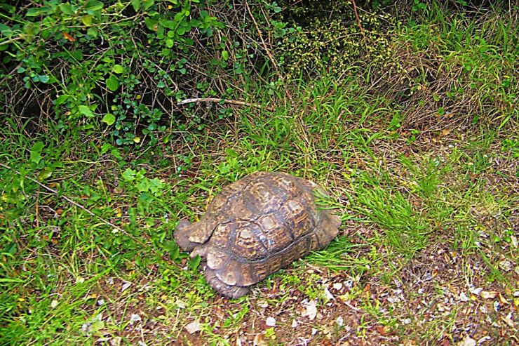 Featherbed Island 02