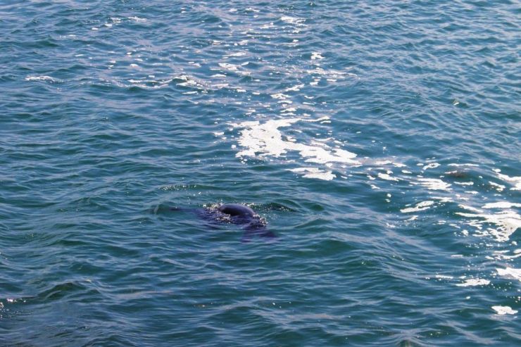 Featherbed Island 27