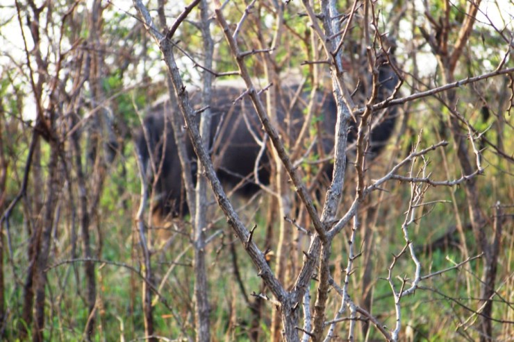 Hluhluwe NP (47)