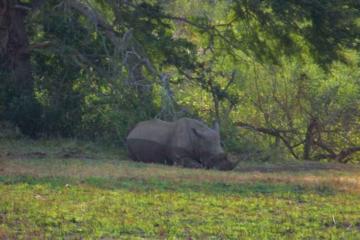 Hluhluwe NP (7)
