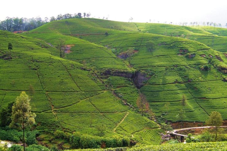 Horton Plains NP (1)