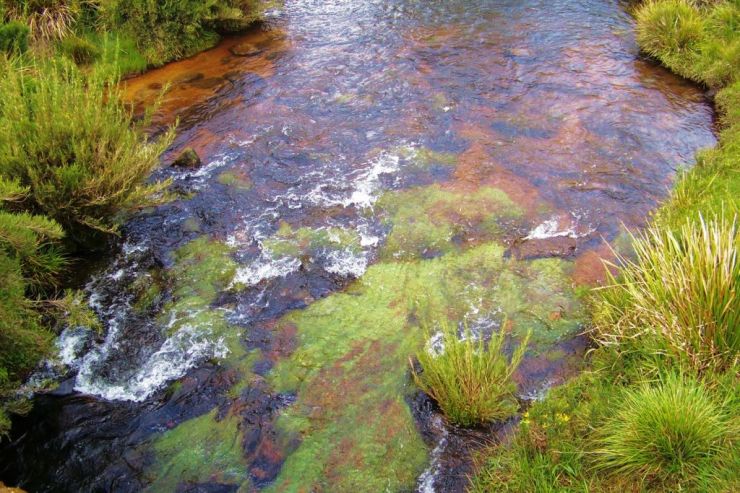 Horton Plains NP (11)