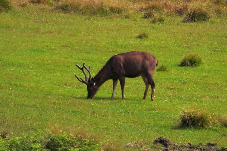 Horton Plains NP (7)