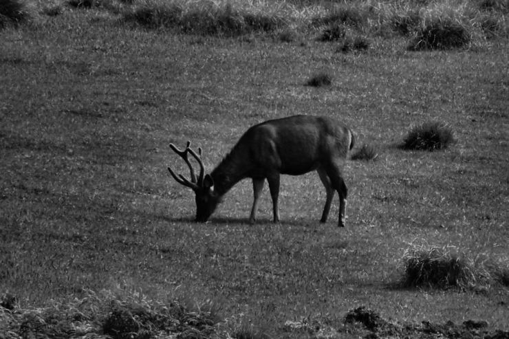 Horton Plains NP (8)