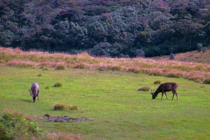 Horton Plains NP (9)
