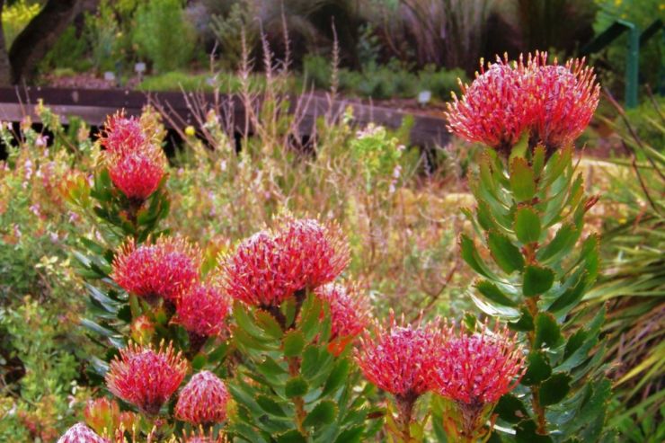 Kirstenbosch Garden (1)