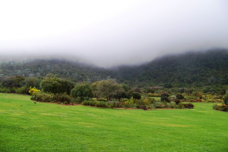 Kirstenbosch Garden (10)