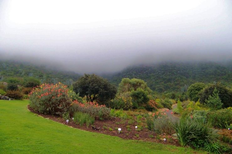 Kirstenbosch Garden (11)