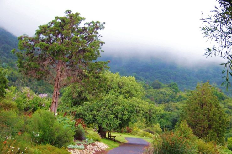 Kirstenbosch Garden (15)