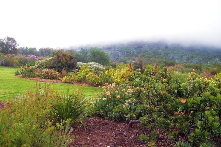 Kirstenbosch Garden (16)