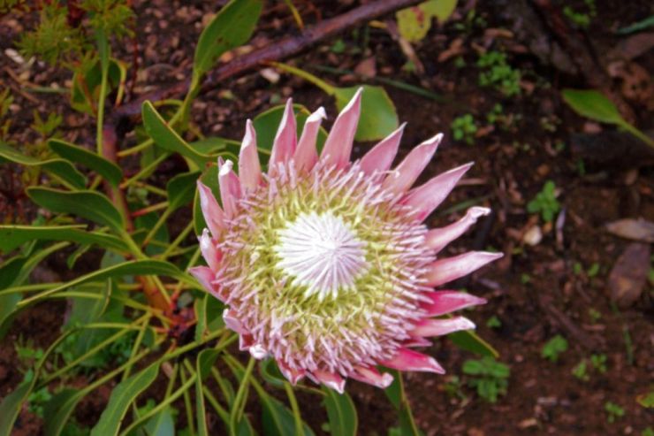 Kirstenbosch Garden (19)