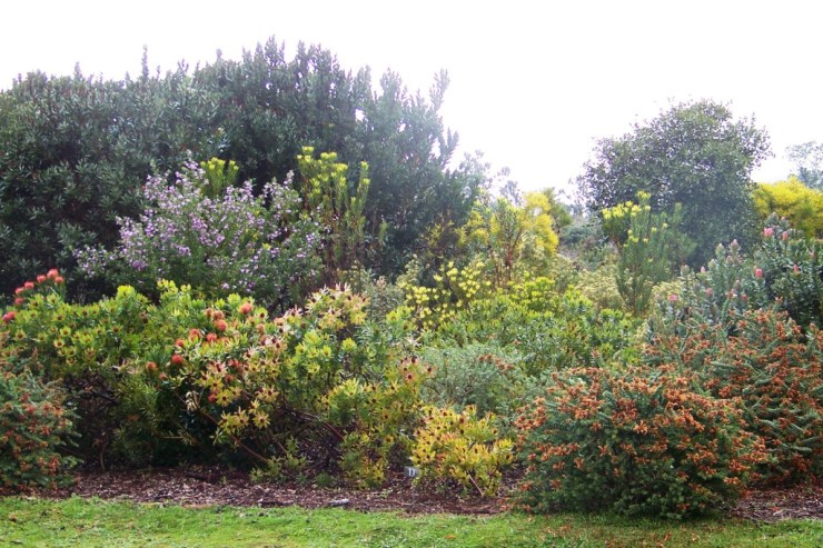 Kirstenbosch Garden (23)