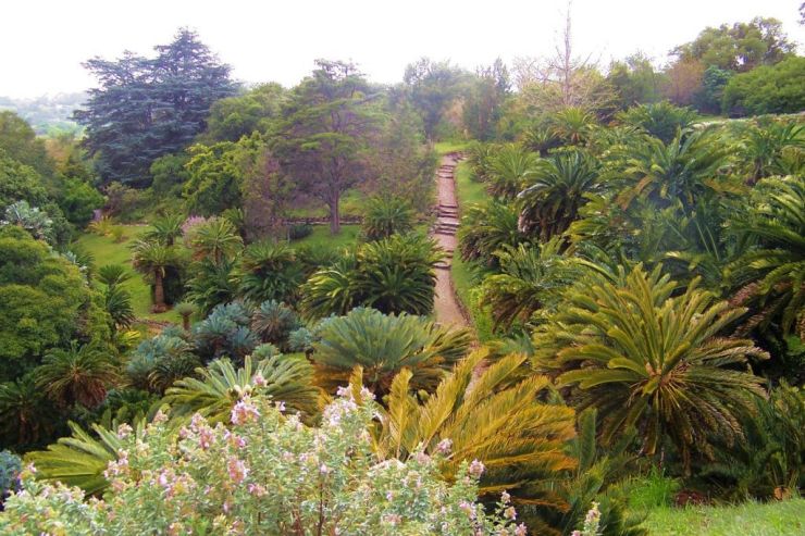 Kirstenbosch Garden (25)