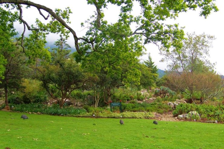 Kirstenbosch Garden (27)