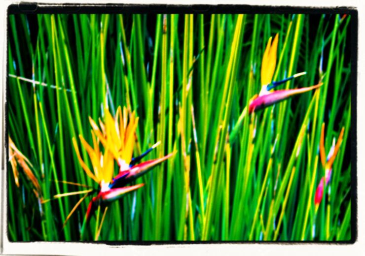 Kirstenbosch Garden (28)