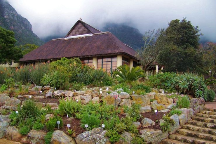 Kirstenbosch Garden (29)