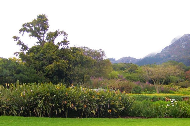 Kirstenbosch Garden (31)