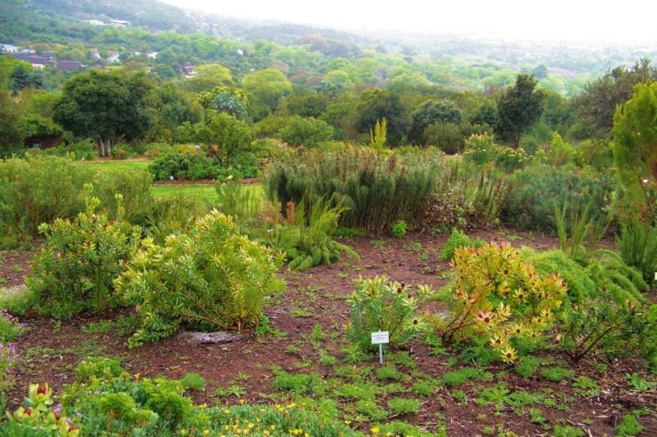 Kirstenbosch Garden (6)