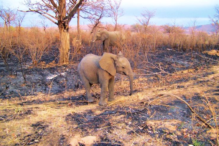 Kruger NP 04 - kopie