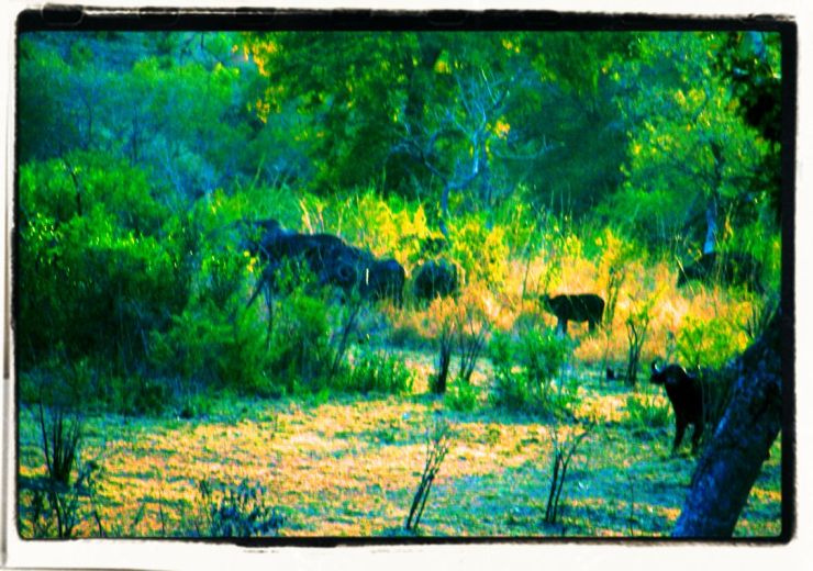 Kruger NP 07 (waterbuffels)