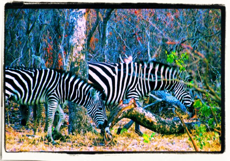 Kruger NP 14 - kopie