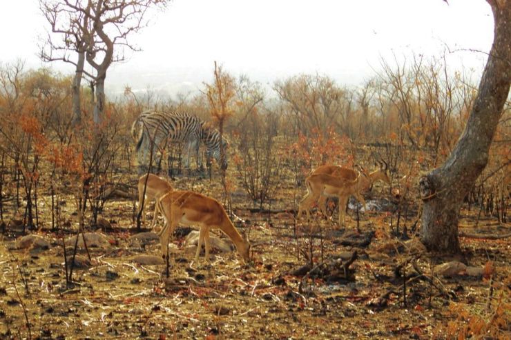 Kruger NP 22 (impala's)