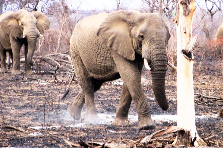 Kruger NP 29 - kopie