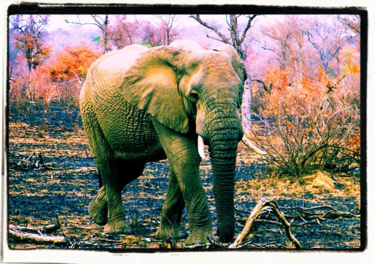 Kruger NP 30 - kopie