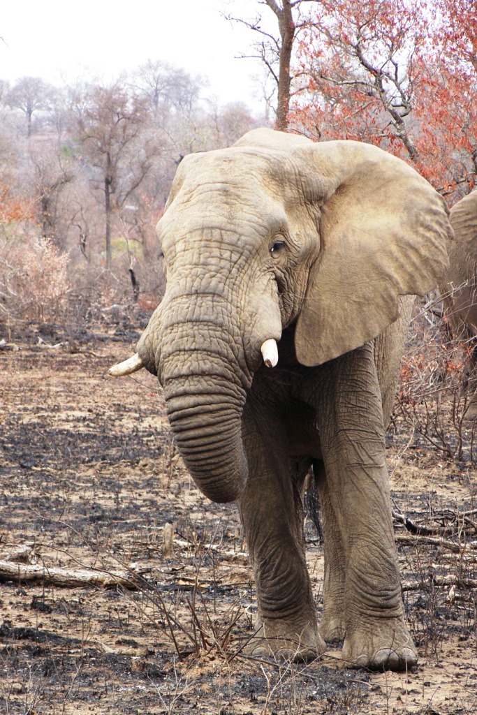 Kruger NP 32 - kopie