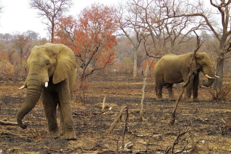 Kruger NP 33 - kopie