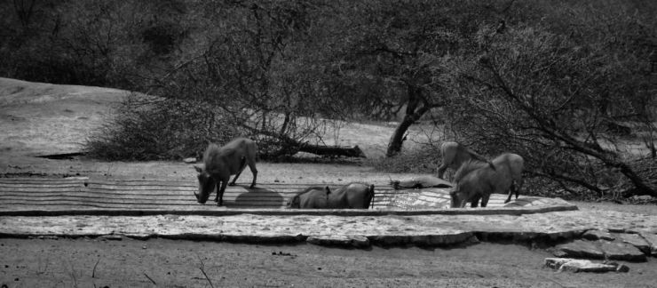 Kruger NP 44 (wrattenzwijnen)