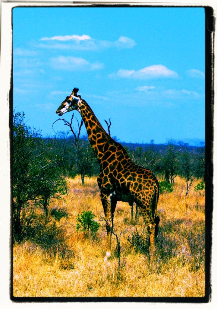 Kruger NP 59