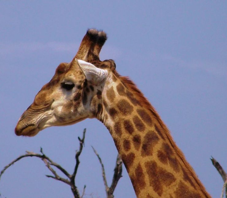 Kruger NP 60 - kopie