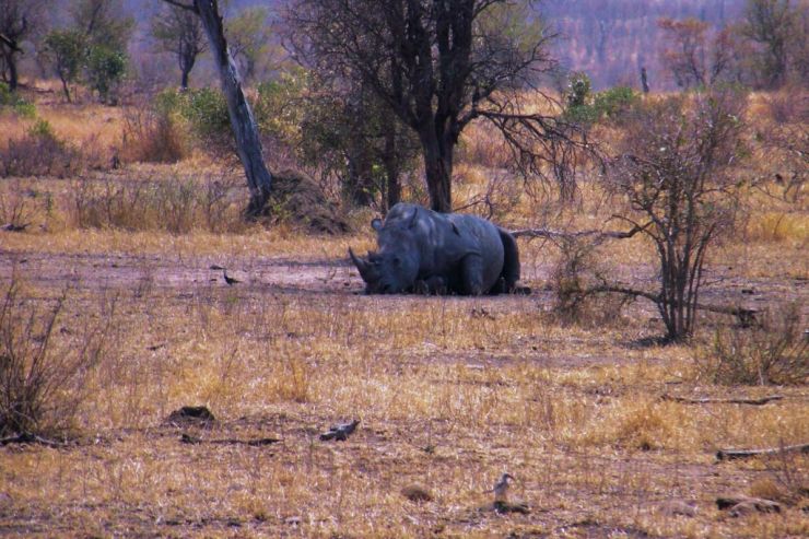 Kruger NP 63 - kopie